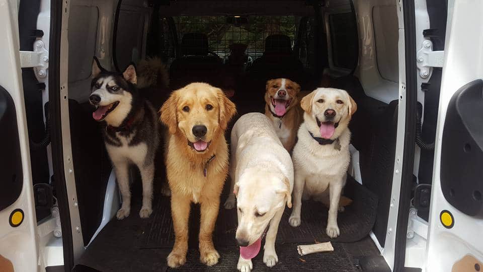 The Active Dog Mobile!